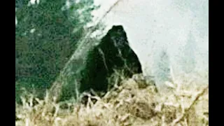 Is this a Bigfoot? NEW PHOTO!