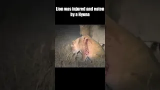 Lion was injured and eaten by a Hyena