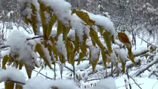 Зимовий етюд