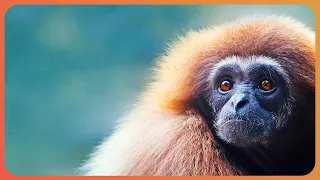 Protecting The Rare Gibbons Of Indonesia | 1000 Days For The Planet | Real Wild