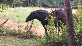 Horse with a itch