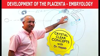 Development Of the Placenta - Embryology