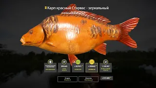 Trophy Starvas Red Carp - Mirror, 28.235kg | Russian Fishing 4