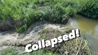 Powerful Current After Beaver Dam Collapse!