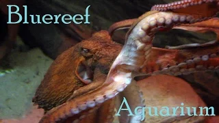 BlueReef Aquarium | Newquay