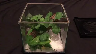 How to set up a mantis habitat