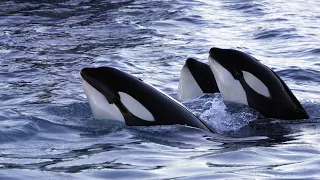 Mystery of the Seas: Why Orcas Are Targeting Boats