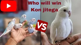 BUDGIE VS COCKATIEL, best birds for beginners or first timers budgie or cockatiel. || HINDI ||