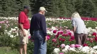 Alaska's Growing Peony Industry