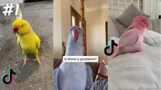 Funny Bird / TikTok Compilation  2023 4K