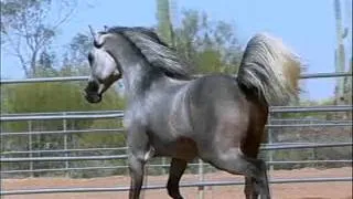 Zamill ( Alaa Jabbar Ma Absha x DSA Hey Baby ) Grey Straight Egyptian Arabian Stallion