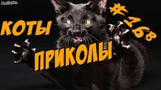 Смешные Коты 2018 ДО СЛЁЗ - Приколы с Котами и Кошками - Funny Cats