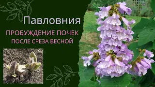 Павловния. Пробуждение почек после второго технического среза ствола.