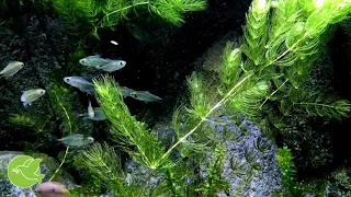 Beautiful Relax Music With Fish Aquarium - Meditation, Study Music, Spa, Yoga - Stress Relief World