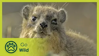 The Dassie - A South African Survival Specialist - Go Wild