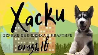 Хаски ( щенок). Первые дни в квартире.