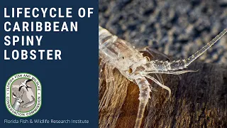 The Life Cycle of a Caribbean Spiny Lobster