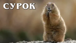 Groundhog: A lover of sleep | Interesting facts about marmots