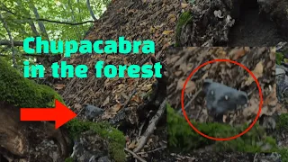 Real Chupacabra caught on video in the forest - cryptid hunting - paranormal animals are hiding