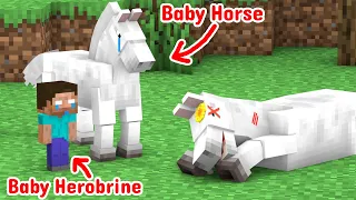 The Sad Life Of The Horse - Monster School Minecraft Animation