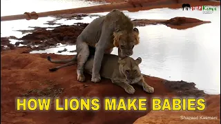 How Lions Make Babies
