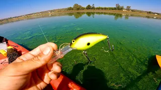 Como Pescar en Aguas Verdes! | Señuelos y Técnicas comprobadas!