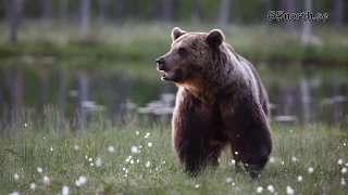 Wild Brown Bears in Finland