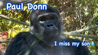 Gorilla 🦍 Dad Paul Donn missed his son 💦💧 San Diego Zoo