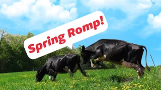 Spring Romp! | Organic Valley Cows