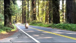 Wild Hogs Motorcycle Trip to the Redwoods