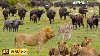 4K African Animals - Lower Zambezi National Park - Scenic Wildlife Film with Relaxation Sounds