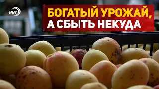 На богатом урожае не всегда богатым станешь