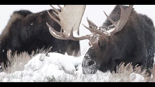 Bull Moose Bonanza-12 Bulls in a Blizzard-Wildlife photography-Jackson Hole/Grand Tetons/Yellowstone