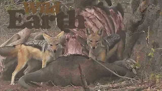 WildEarth - Sunrise Safari - 18 June 2020 - Part 2