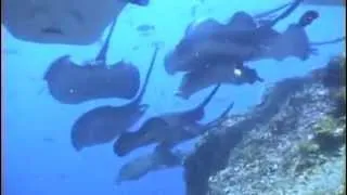 Подводное видео с острова Кокос, Коста-Рика