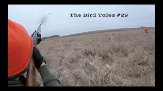 Heavy Pressure Public Land Pheasants- The Bird Tales #29