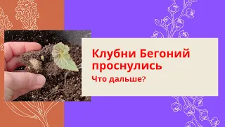 Клубни Бегоний проснулись. Что дальше?