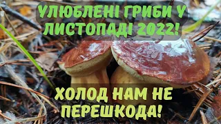 Фінальний похід осені 2022!  Польський гриб, білі та інші гарні види у холодному листопаді!