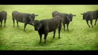 Cows & Cows & Cows - BACKWARDS