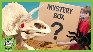 Dinosaur Skeleton Toy Surprise! T-Rex Ranch Dinosaur Videos