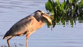 Great Blue Heron Eats A Fish