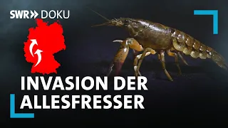 Wie Kalikokrebse die Artenvielfalt bedrohen - die invasive Gefahr | SWR Doku