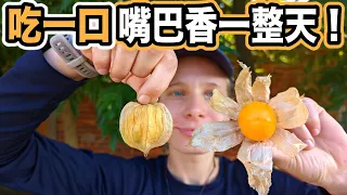 [ENG SUB] You Will Never Guess What This Berry Tastes Like - Golden Berry