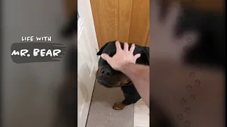 He's got a major attitude (full vid).  #rottweiler