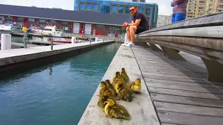 Duck Drop on Queens Quay Toronto 2021