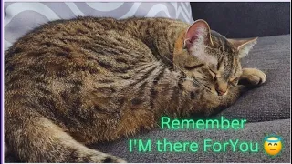 When You Feel Alone, Remember That You Have Me 😇 Funny Cat Videos will Make you Laugh 🤣 Watch Full 😂