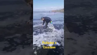Рыбалка в Сахалине. Ловят селёдку.