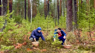 ГРИБНИКИ В ШОКЕ! БОРОВИКИ и БЕЛЫЕ ГРИБЫ 30 ОКТЯБРЯ! Владимирская область. Грибы