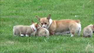 Corgi Puppies playing with mom