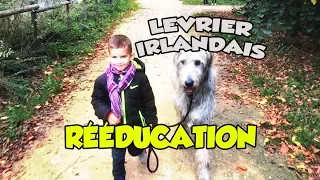 Rééducation Lévrier Irlandais "Wolfhound"